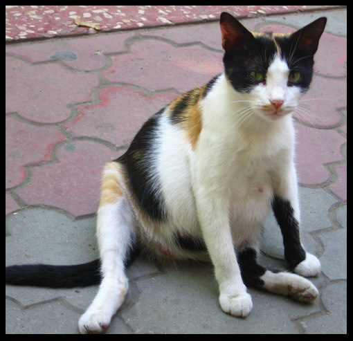 Восемь котят кошка мама котята пузо