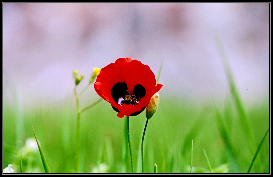 Georgian Flower!!! 