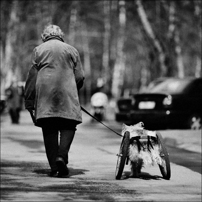 The lady with the dog 