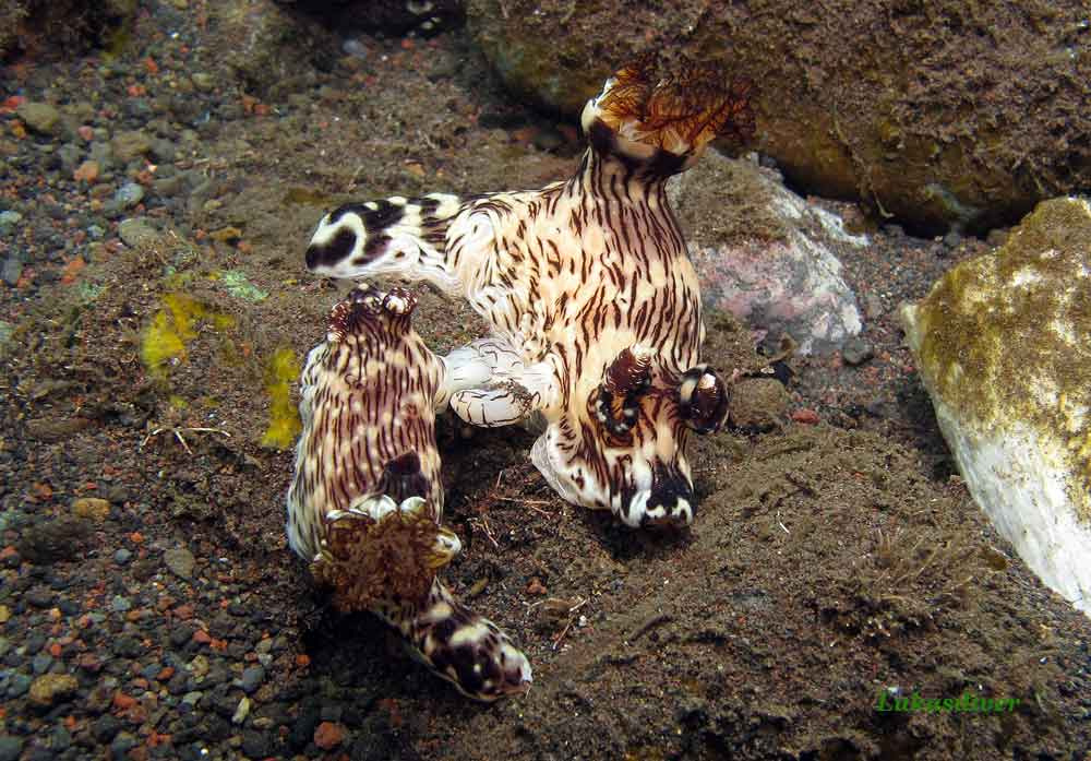nudibranch 