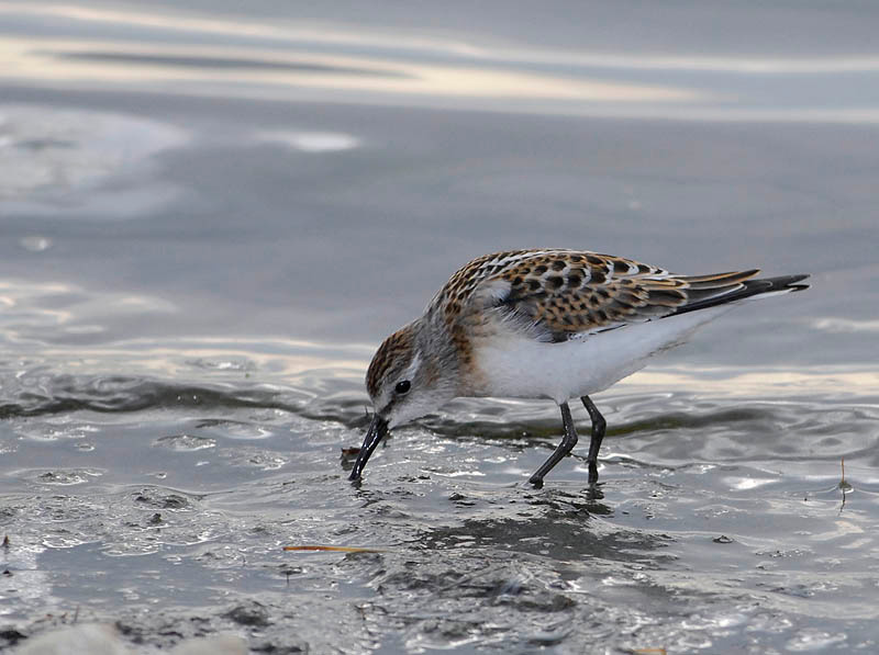 Из серебрянной посуды Calidris minuta кулик Little Stint