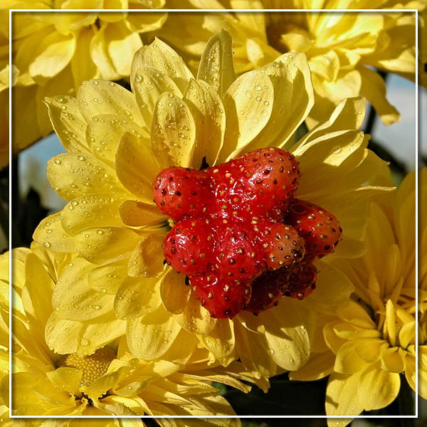 Цветничка ))) Клубника, цветок, красный, желтый, лето