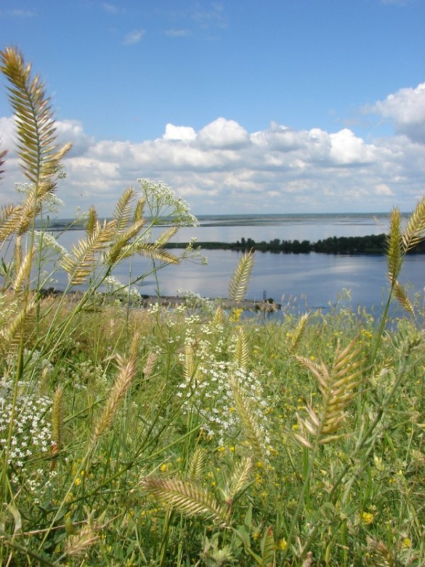 кусочек лета небо, облака, вода, цветы