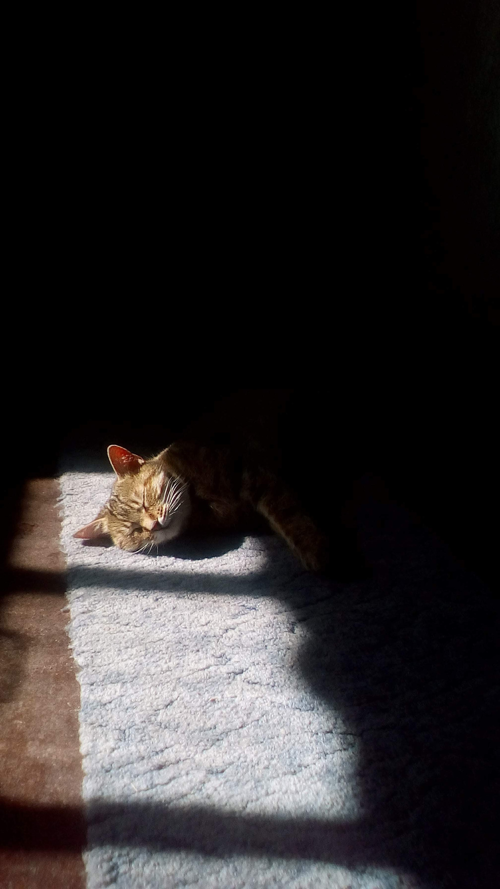 Сон кошечки кошка жанр животные портрет