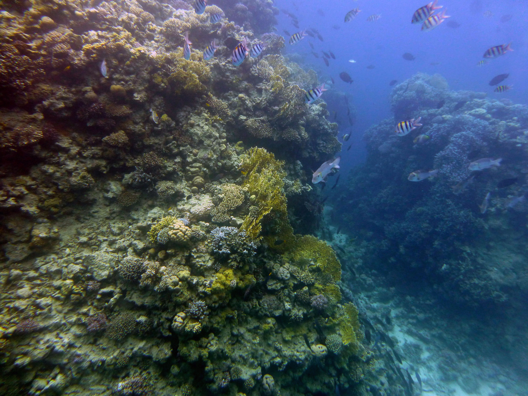 *** красное море Египет рыбы кораллы подводный глубина погружение