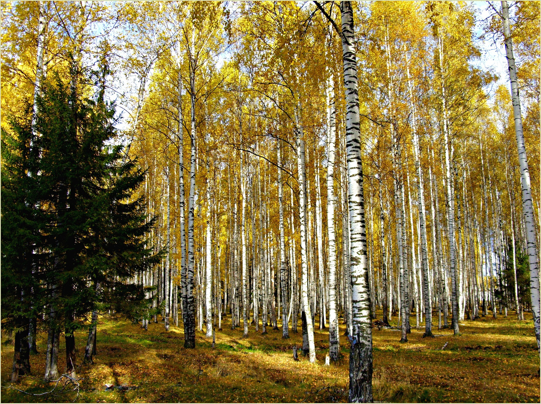 ***Осенний лес 