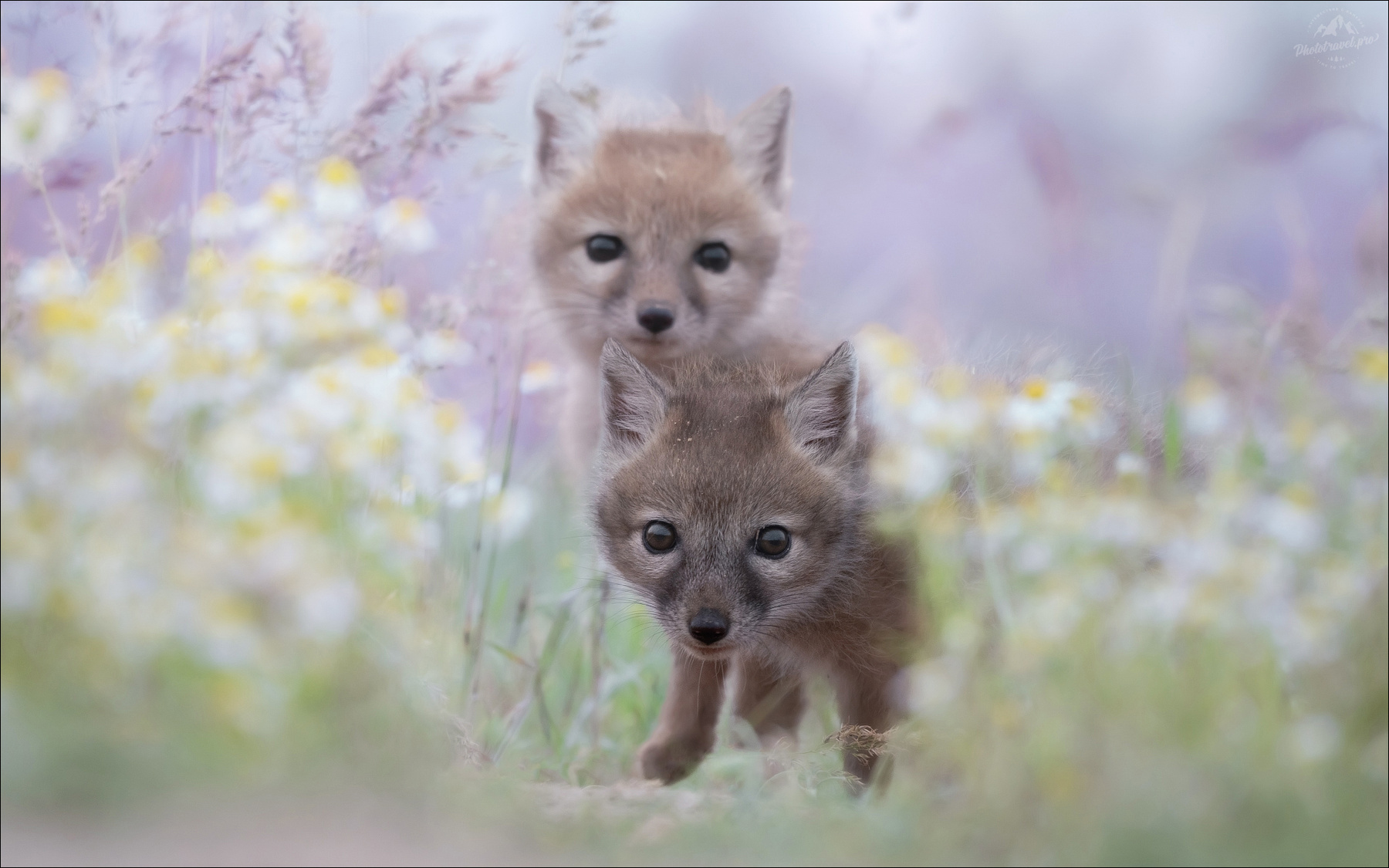 Время открытий .. корсачок корсак степная лисица Vulpes corsac лиса калмыкия корсаки