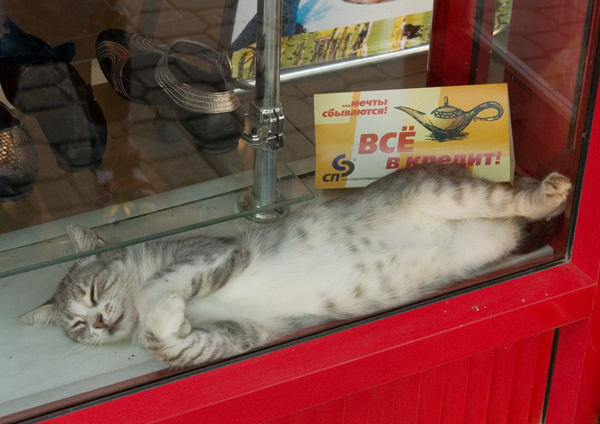 кот в кредит 