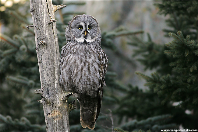 owl owl bird