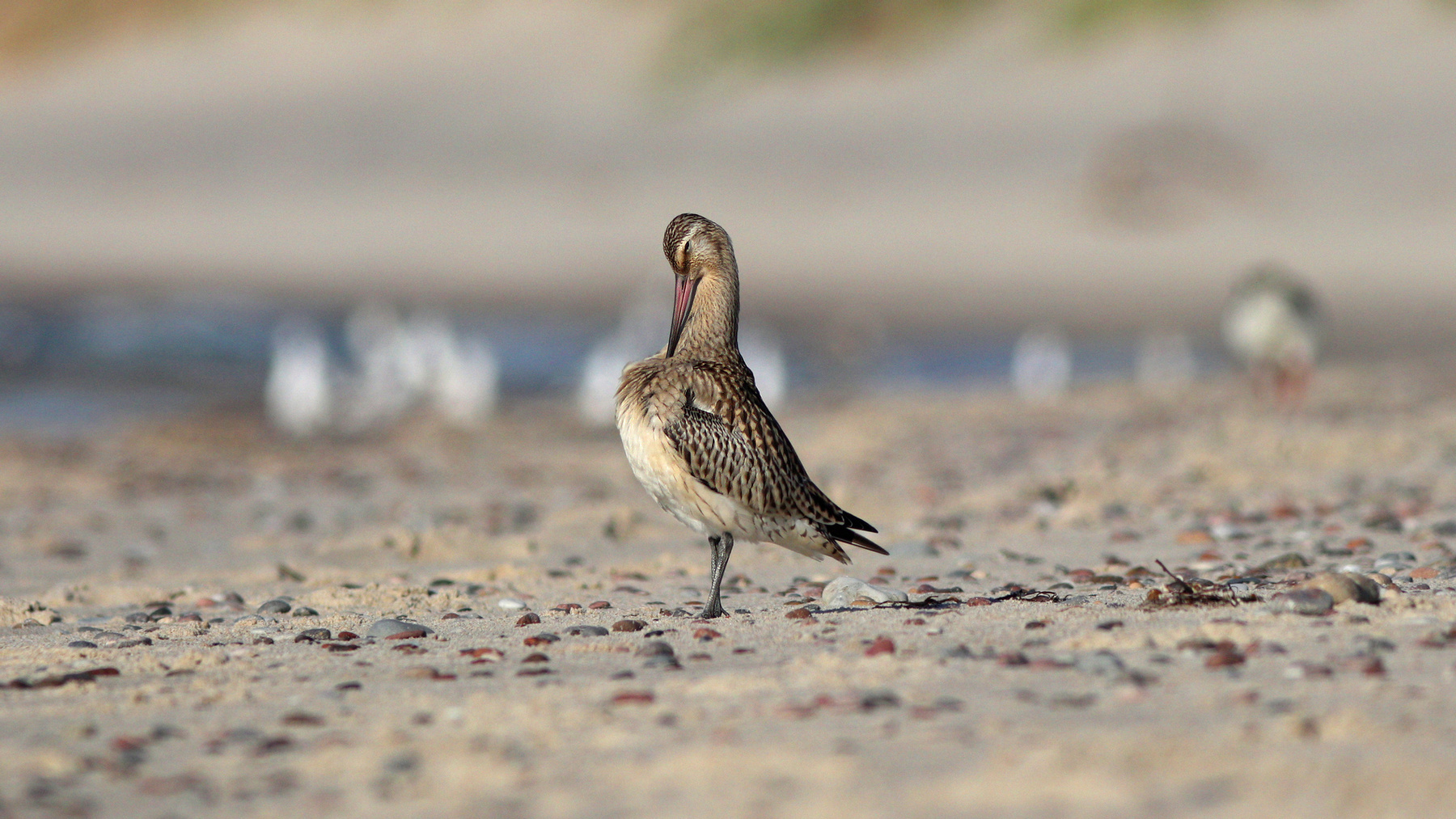 Рекордсмен Малый веретенник Limosa lapponica Bar-tailed godwit