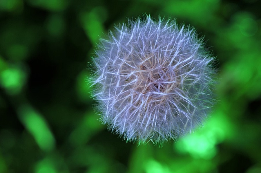 dandelion 