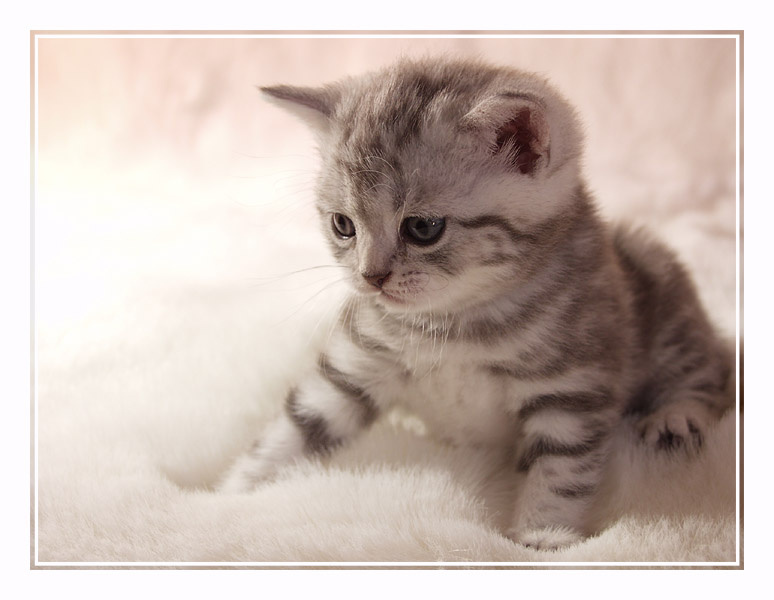 Кашмарик... Котенок, кошка, кот, девочка, британец, фотограф, Samovich, Самович