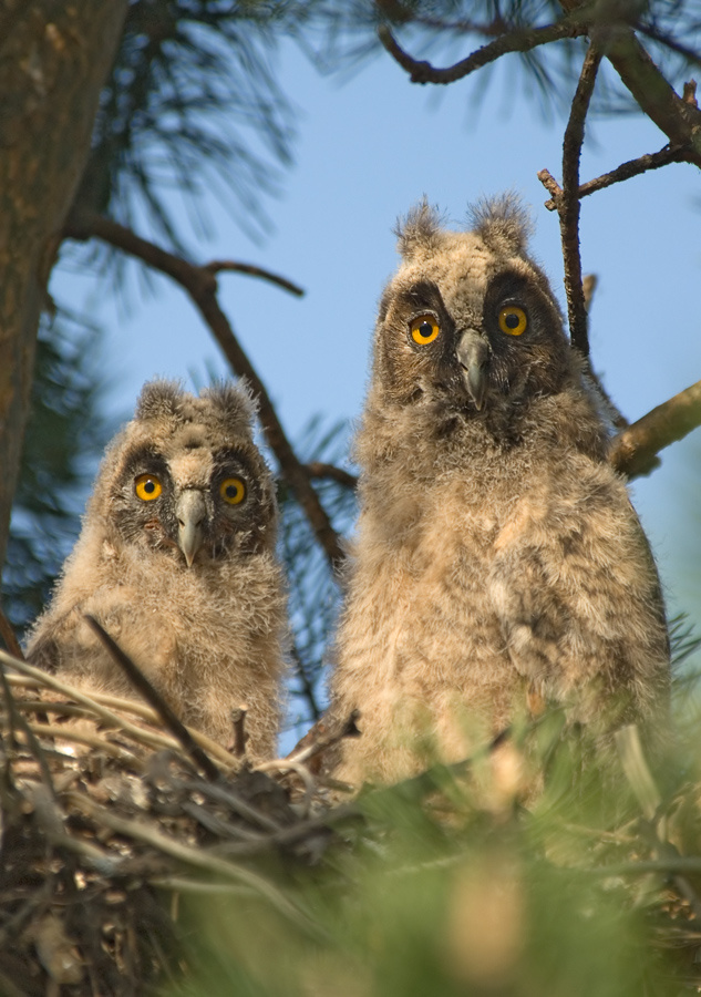 Пополнение Ушастая сова, Long-eared Owl, Asio otus