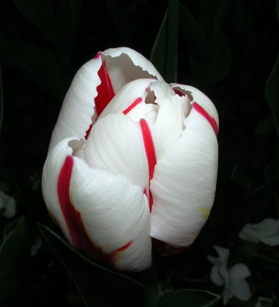 tulip цветы тюльпан