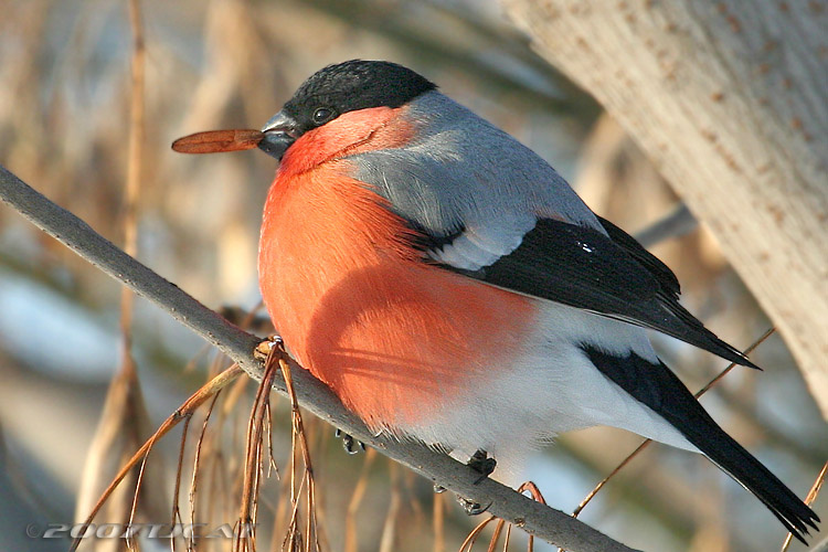 I have my breakfast снегирь птица завтрак утро еда хавчик Bullfinch bird breakfast morning meal