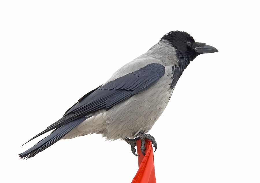 Ворона серая, флаг алый Серая ворона, Hooded Crow, Corvus cornix