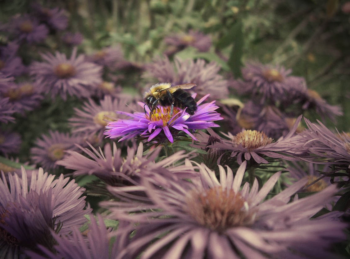 ПЧЕЛА пчела bee