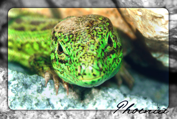LizArt ящер lizard