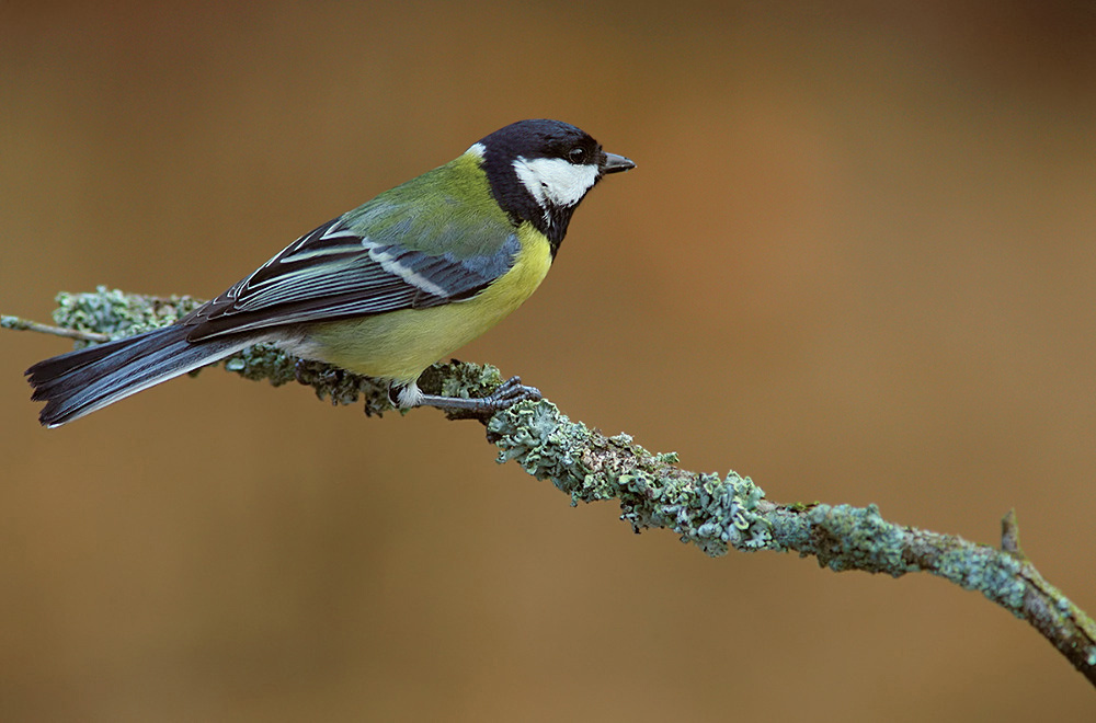 Популярная модель (Parus major) Больша синица Parus major Linnaeus