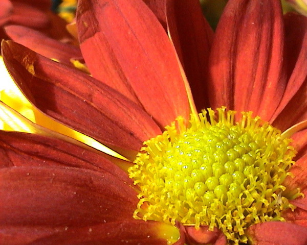 Be happy! flower