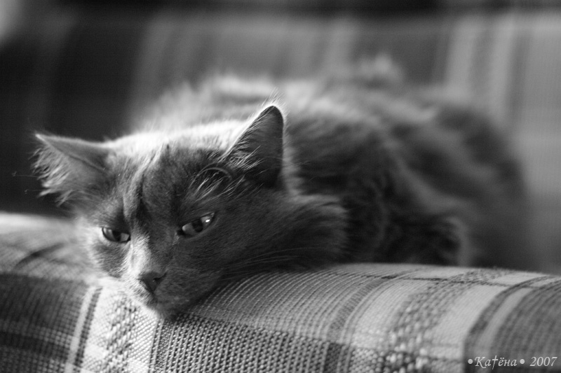 Раздумья о жизни... кот кошка грусть раздумья