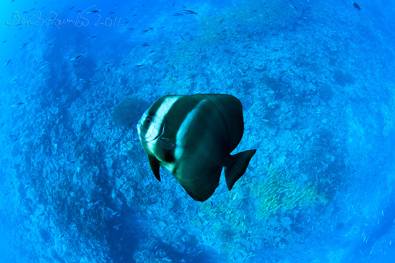 Platax teira 2 Maldivian Batfish Platax teira Maldives Мальдивы платакс anion ambient light