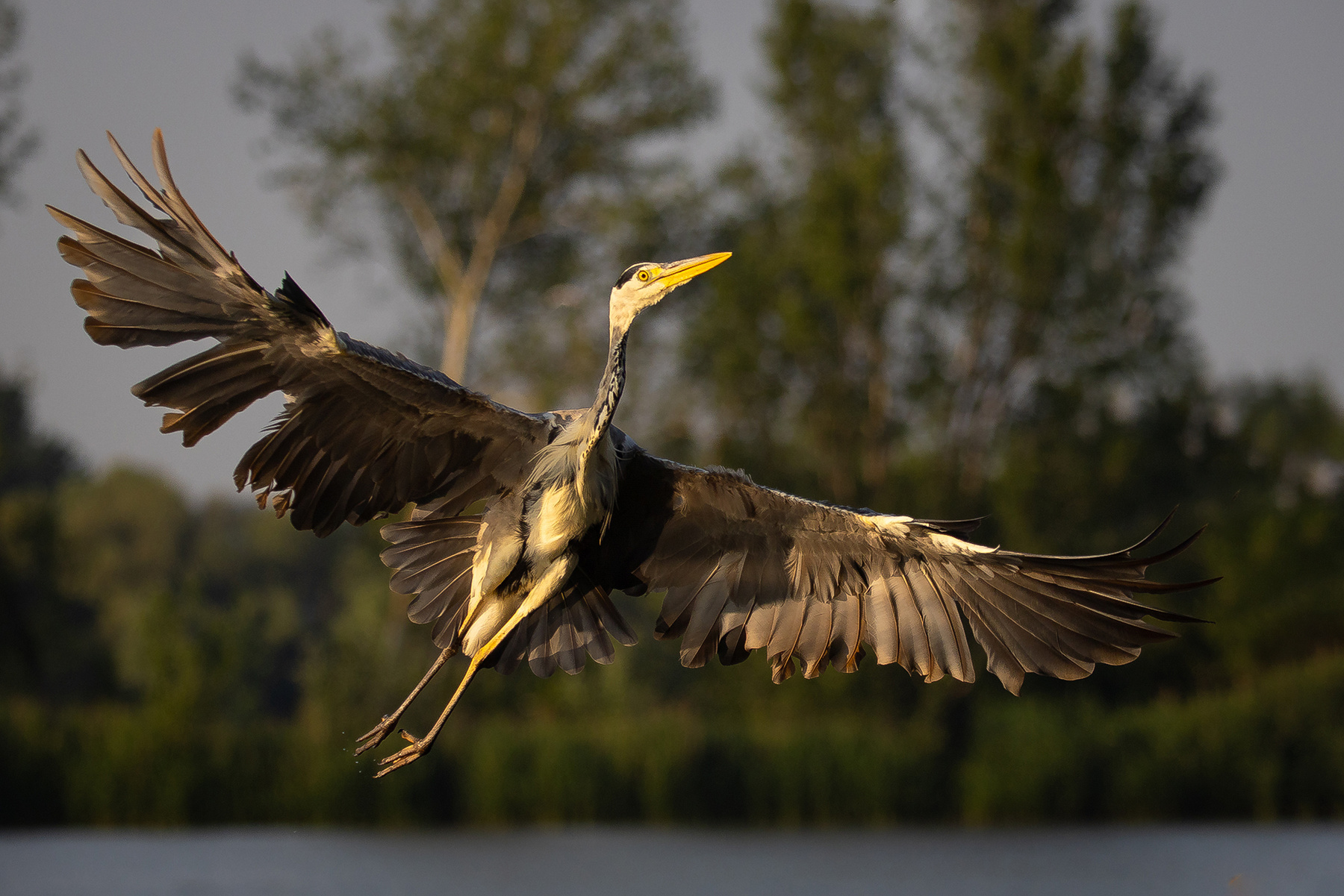 Heron 