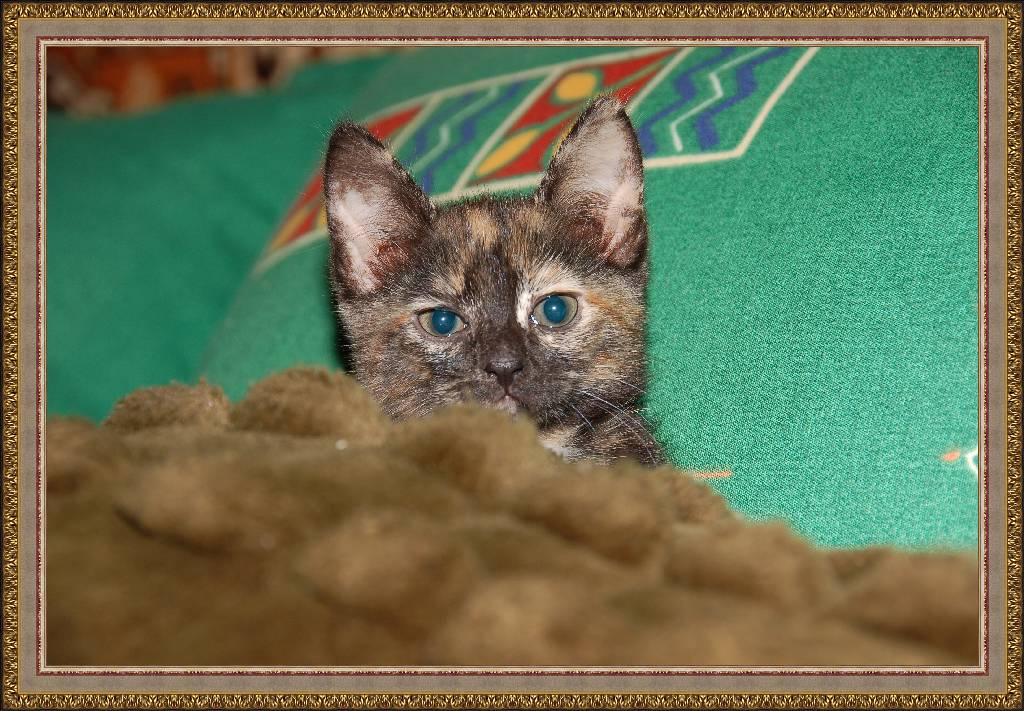 Кошка кошка