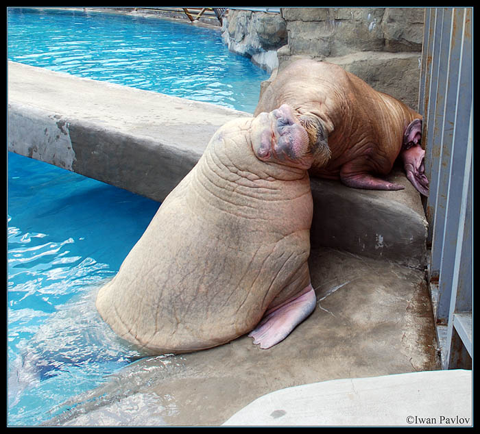 Французский поцелуй Тихоокеанский, морж, Odobenus, rosmarus, Московский, зоопарк