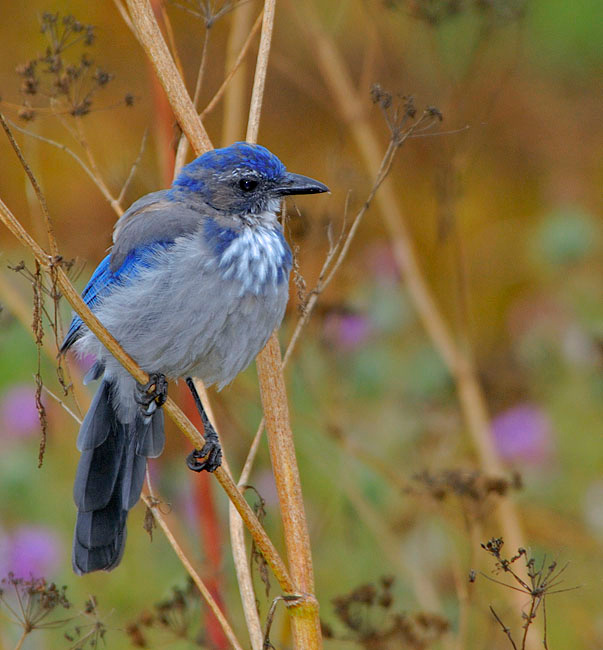 Синяя птица (еще одна) Западная кустарниковая сойка, Aphelocoma californica, Western Scrub-Jay/California Jay, Bodega Bay area, California