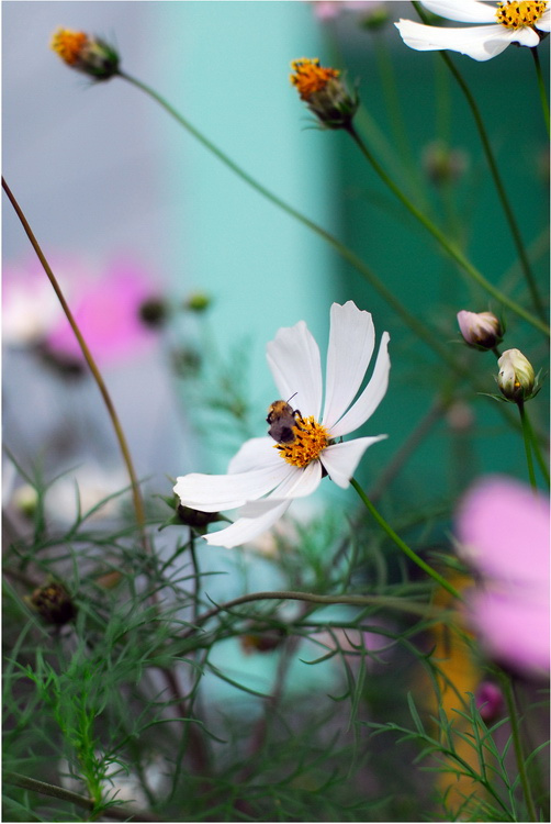 bumblebee bumblebee шмель цветы