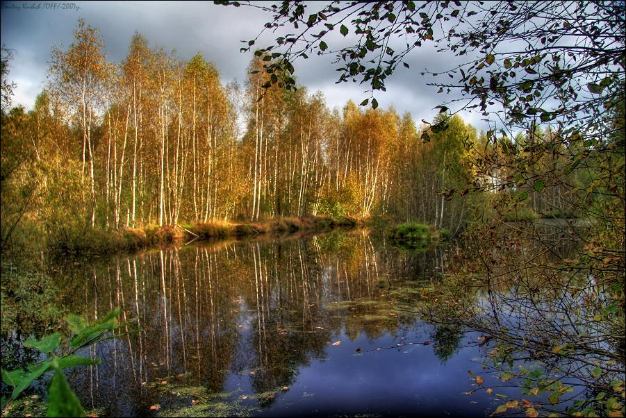Осенняя Подмосковная Подмосковье небо природа камыш озеро вода отражения
