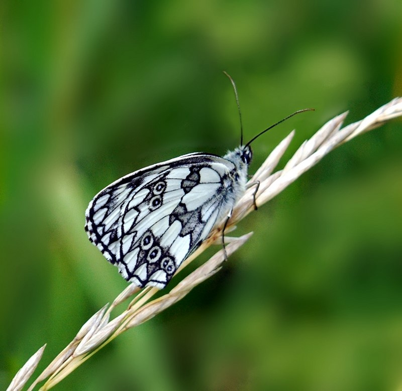 Melanargia galathea Melanargia galathea