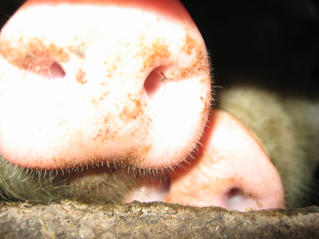 очень кушать хочется пятачки