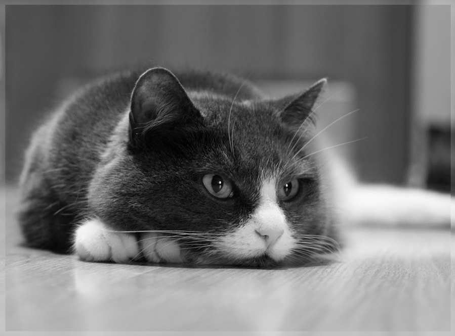 о чем-то дальнем, неземном... cat кошка мысли дальнем неземном
