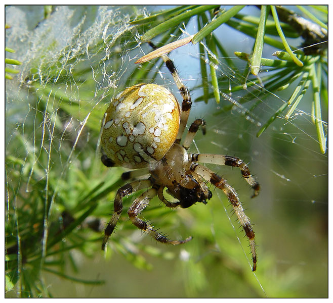 Крестовик квадратный паук-крестовик, Araneus quadratus, Буреинский заповедник