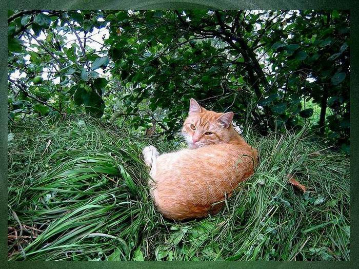 Do not disturb!.. кот