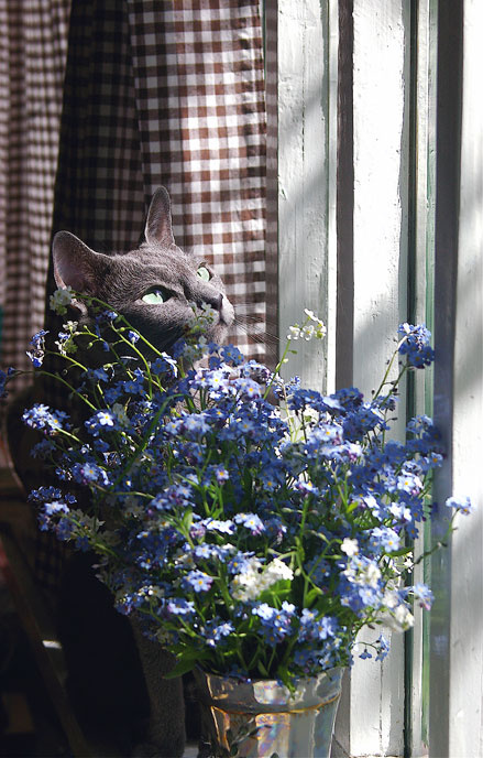 *** Русская голубая, кошка