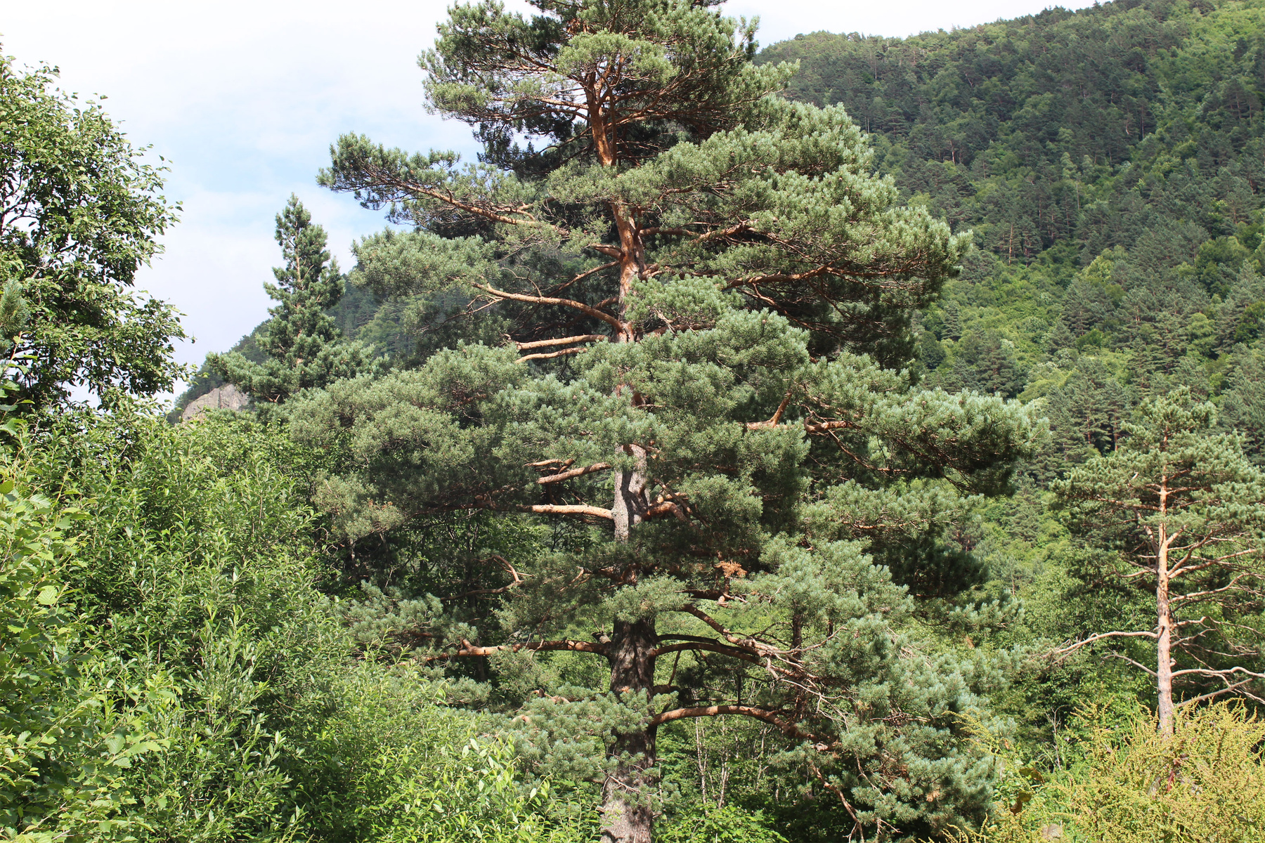 Лес в горах 