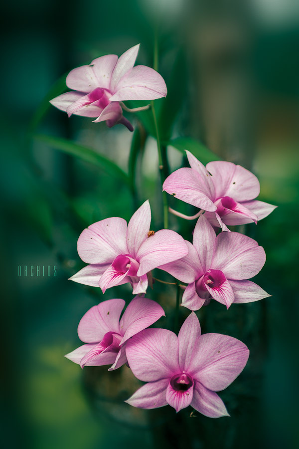 Orchids 