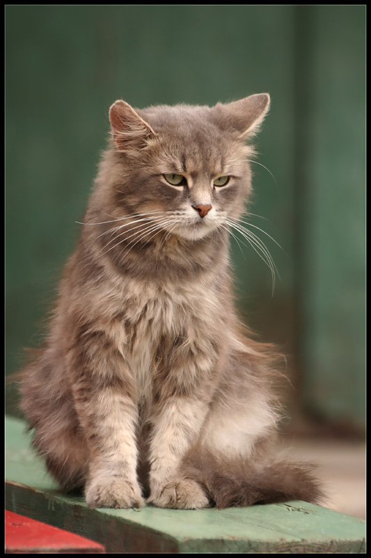 Васька кот , во дворе , васька