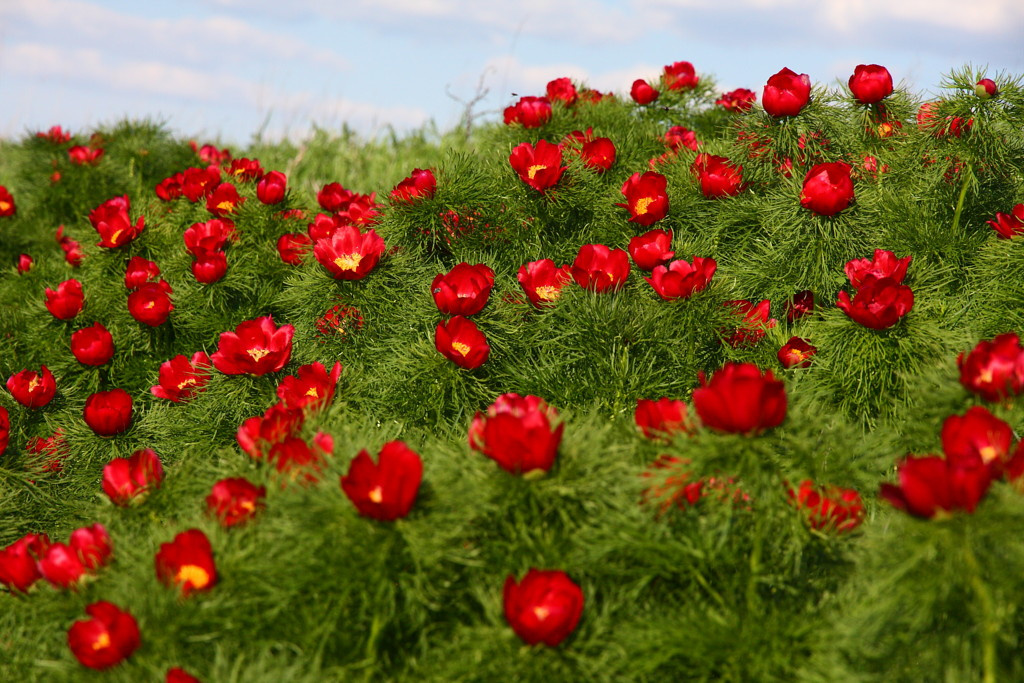 дикие пионы Пион тонколистный (узколистный) Paeonia tenuifolia L. воронец лазоревый цветок