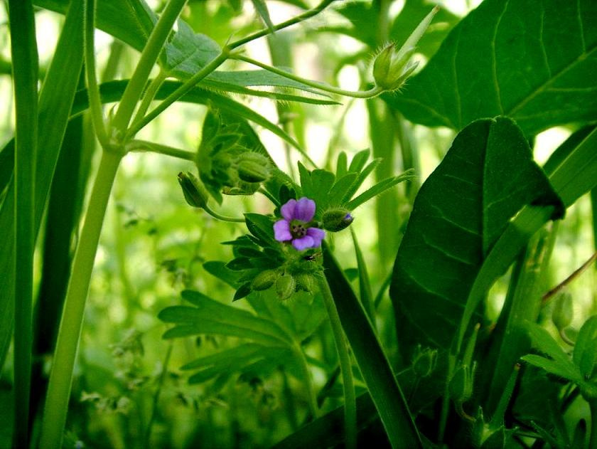 Цветок цветы