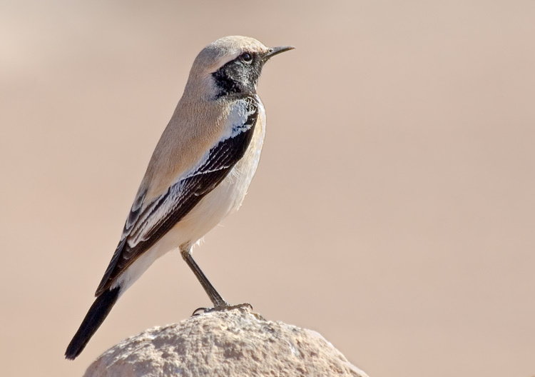 Пустынная Пустынная каменка, Desert Wheatear, Oenanthe deserti