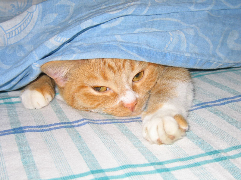Доброе утро! кошка утро