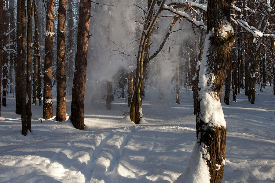 Январь 2013 лес, зима