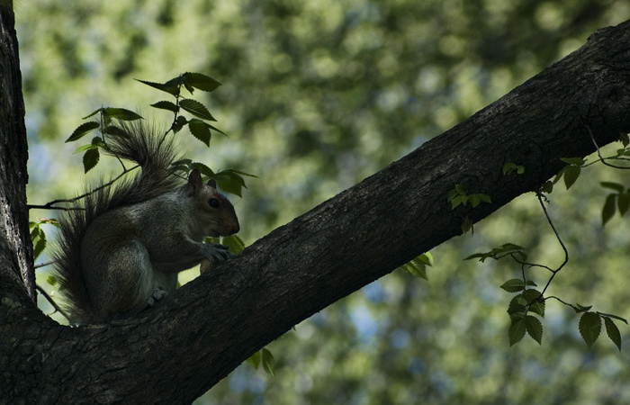 Nuts for Nuts 
