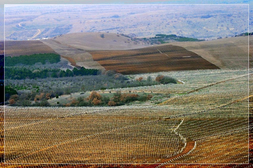 Vitis vinifera виноградники