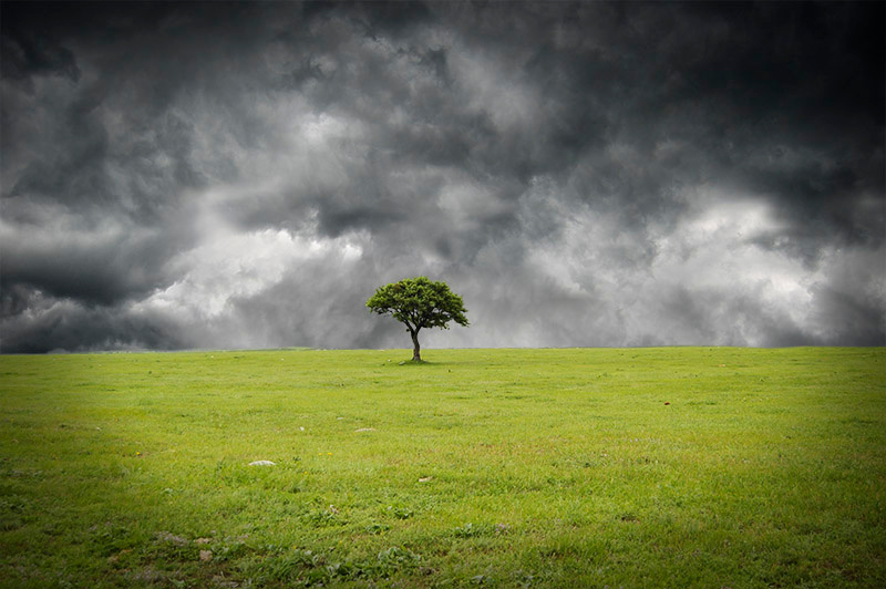 The one tree
