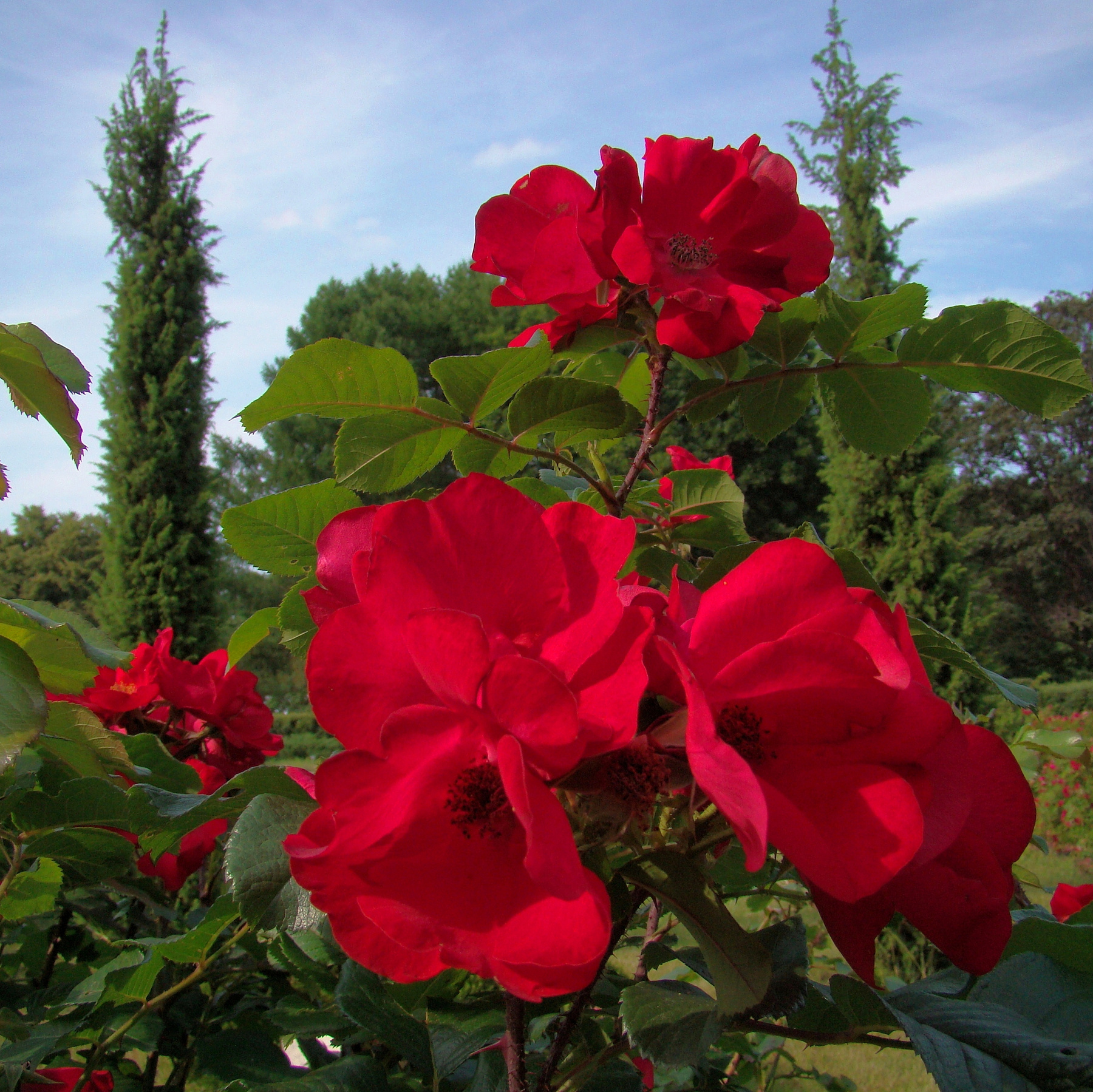Rosa Robusta роза, Сокольники